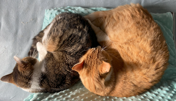 Leuke katten